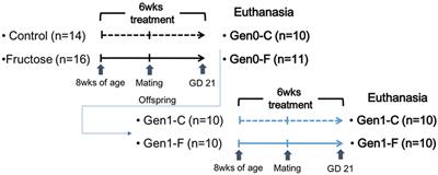 High Fructose Intake During Pregnancy in Rats Influences the Maternal Microbiome and Gut Development in the Offspring